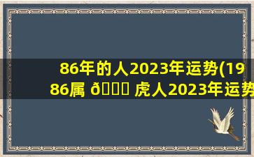 86年的人2023年运势(1986属 🐝 虎人2023年运势)